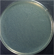 初期菌体の画像