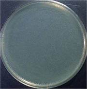 経過菌体の画像